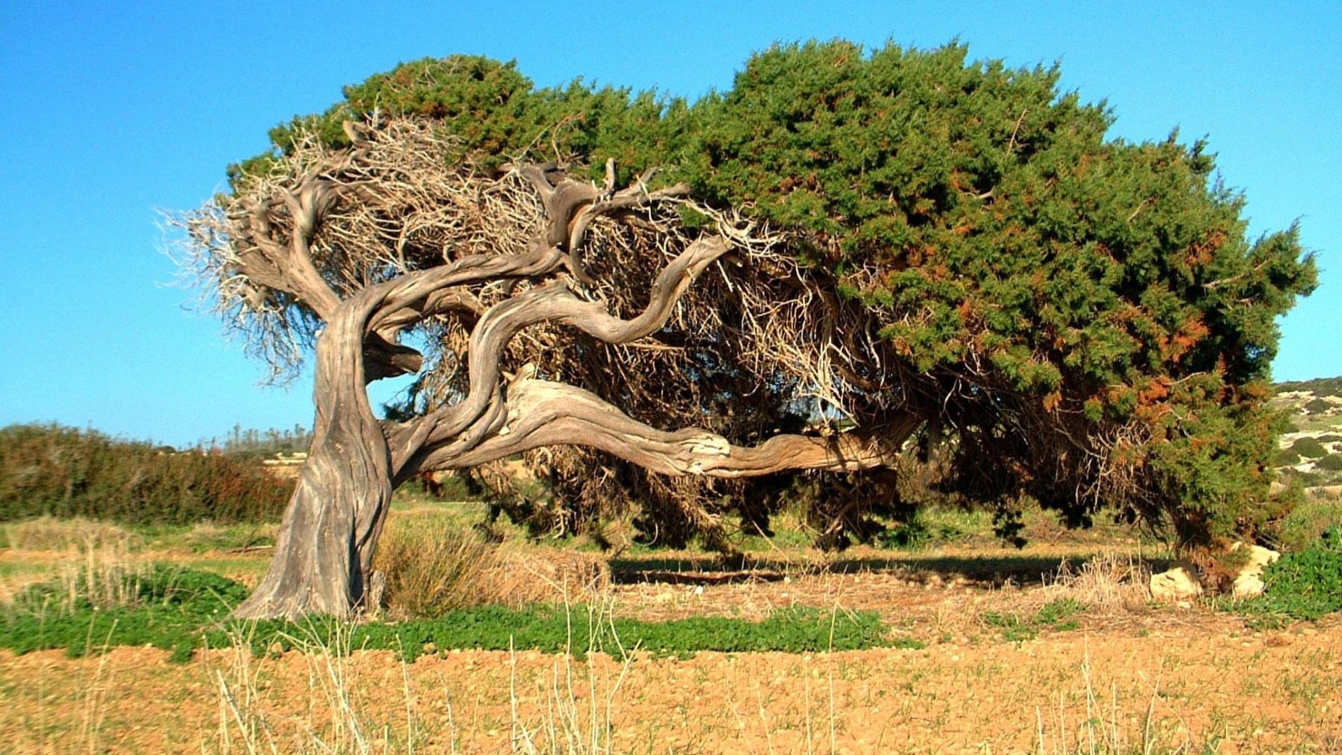 Красивое старое дерево