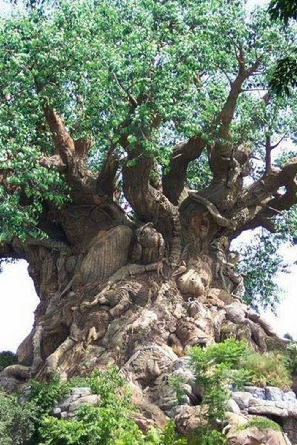 Амблахабхара дерево