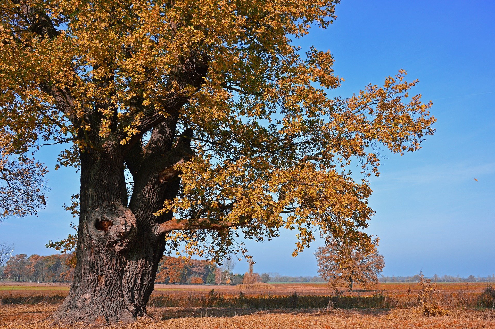 Русский дуб дерево. Дуб черешчатый Селиваново. Дуб черешчатый осень. Дуб черешчатый дерево. Додонский дуб.