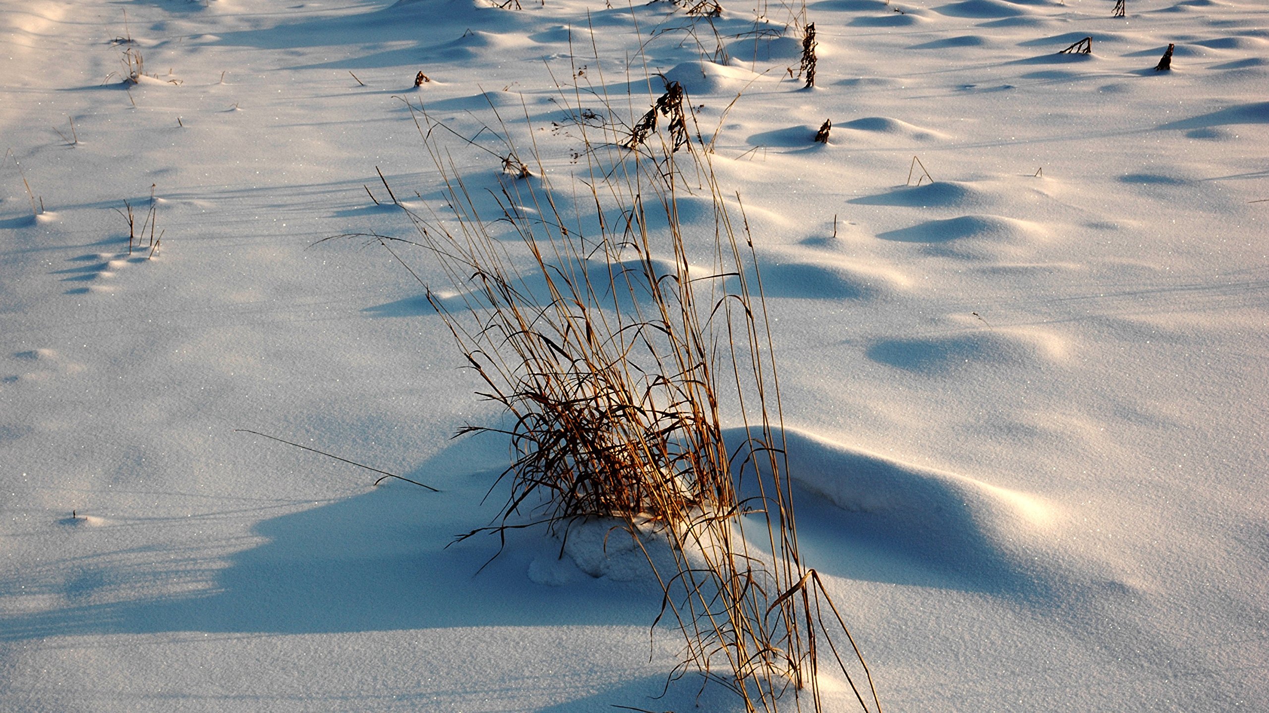 Село качки занесенное снегом оттаивает. Зимнее поле. Травинка под снегом. Сухая трава в снегу.