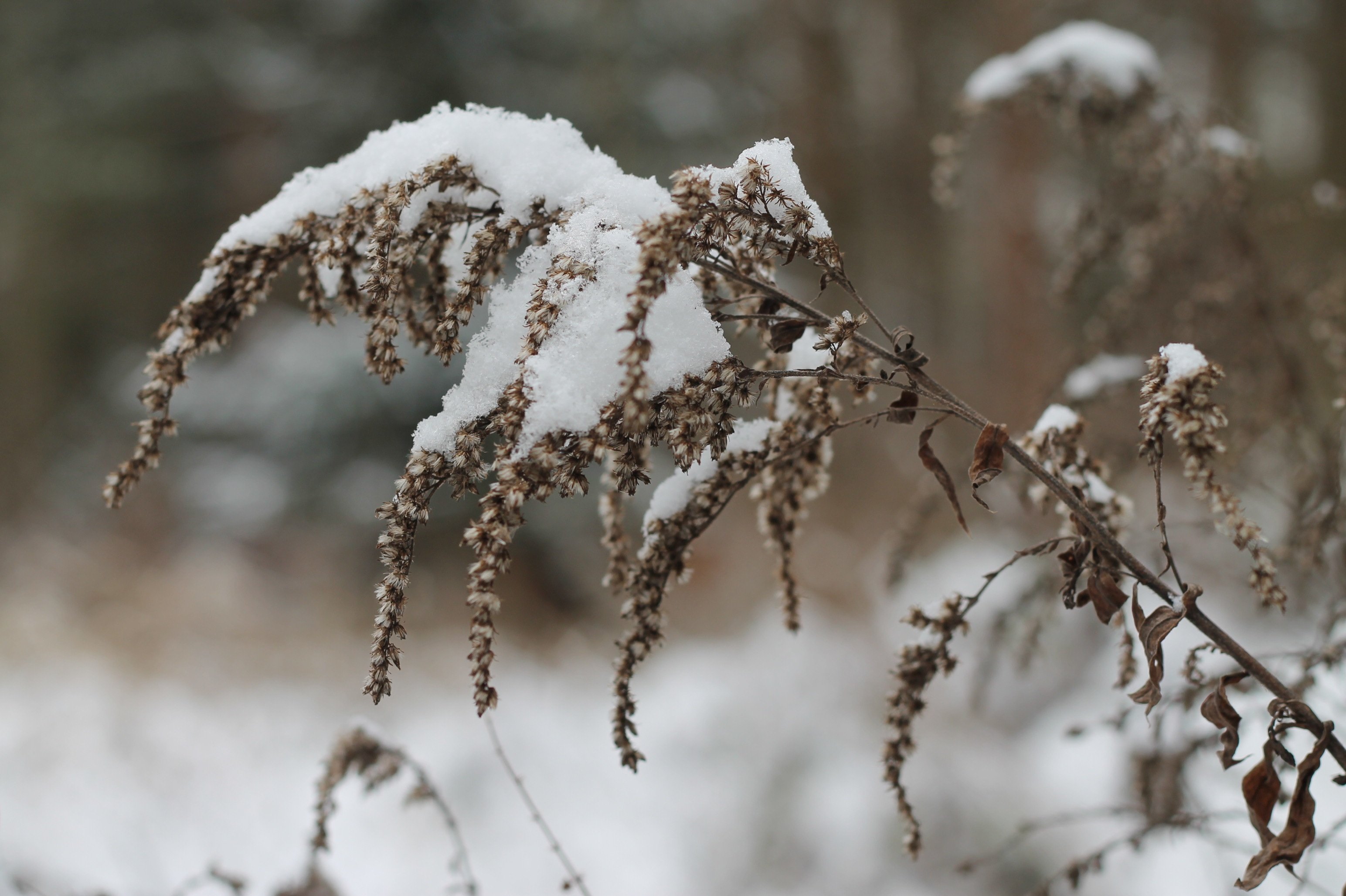 Plants winter. Снежные кусты. Сухая трава в снегу. Сухая трава зимой. Травинки в снегу.