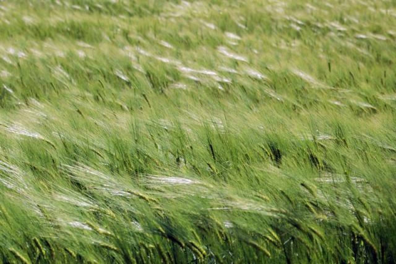 Легкий ветерок едва колышет прибрежные кусты. Трава на ветру. Ковыль. Колыхание трав. Трава колышется.