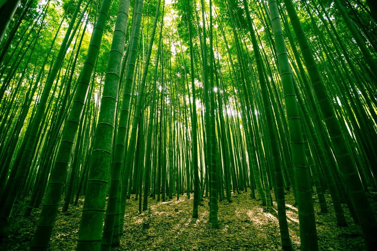 Фото бамбуковой рощи