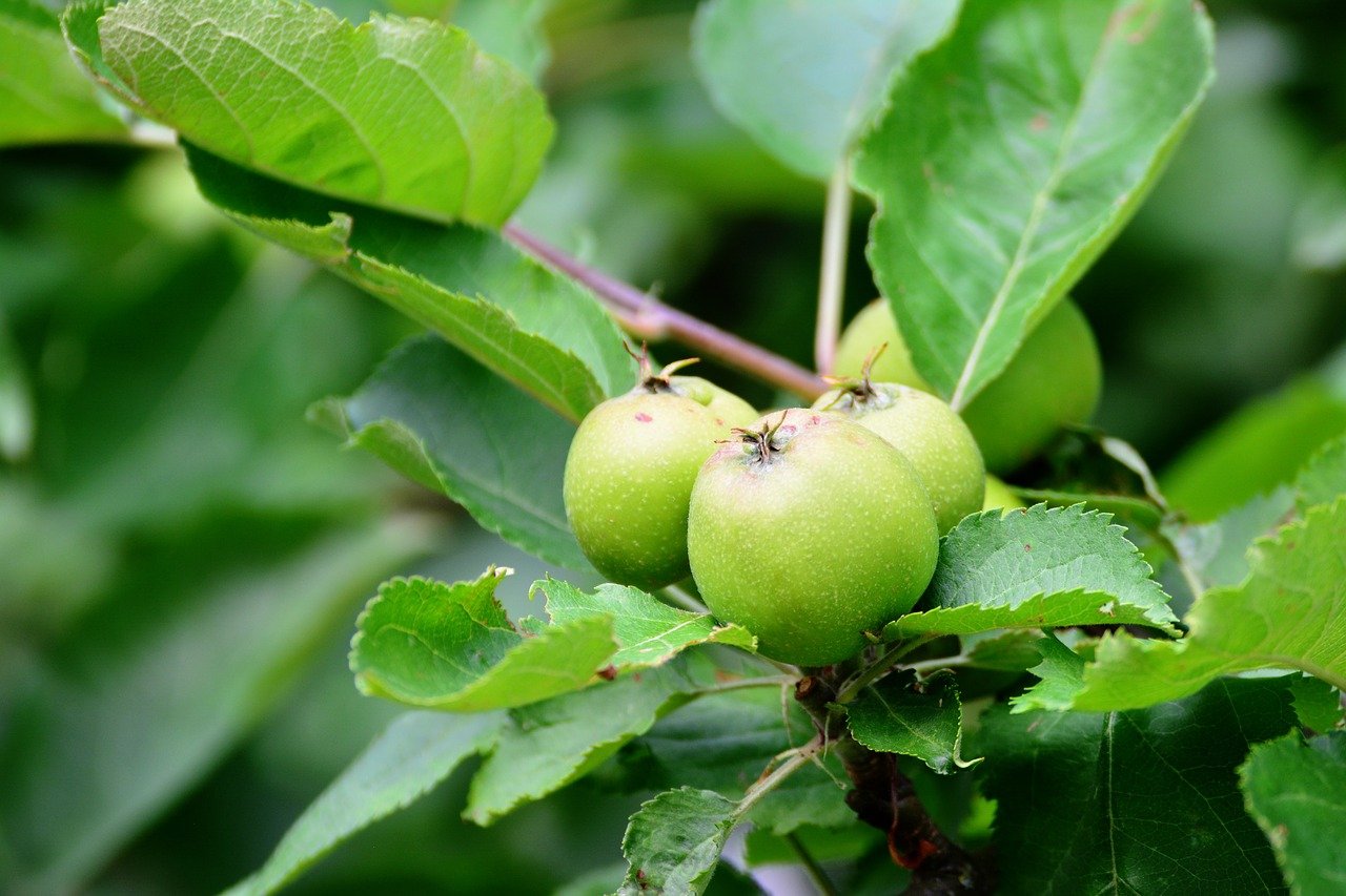 Яблоко плодовый. Яблоня Malus domestica. Яблоня Ренет Кичунова. Завязь яблони. Завязи плодов яблонь.