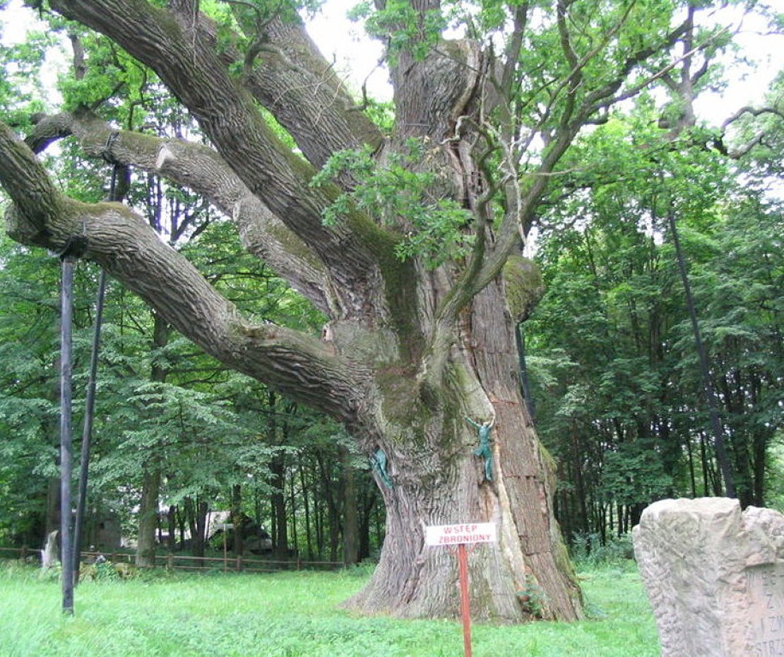Бартек (дерево)
