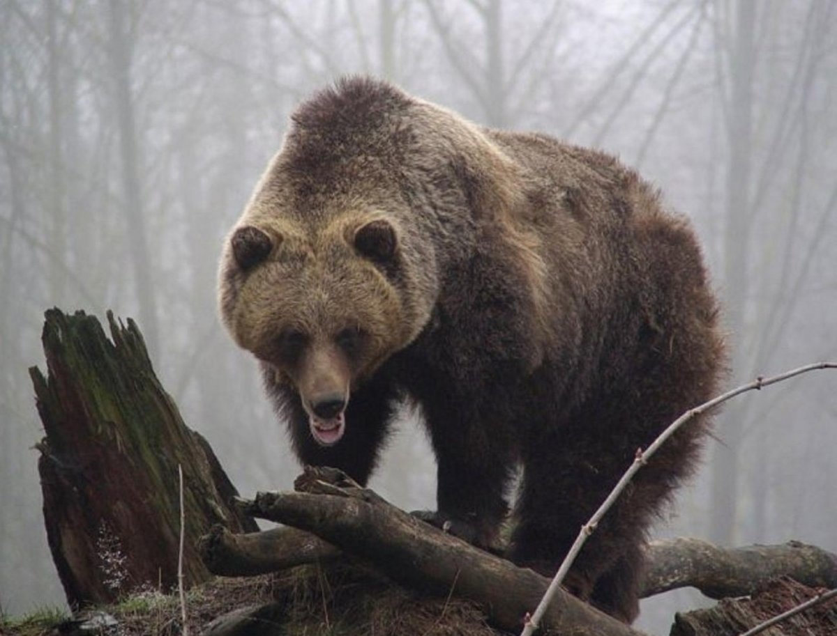 Животное тайги бурый медведь