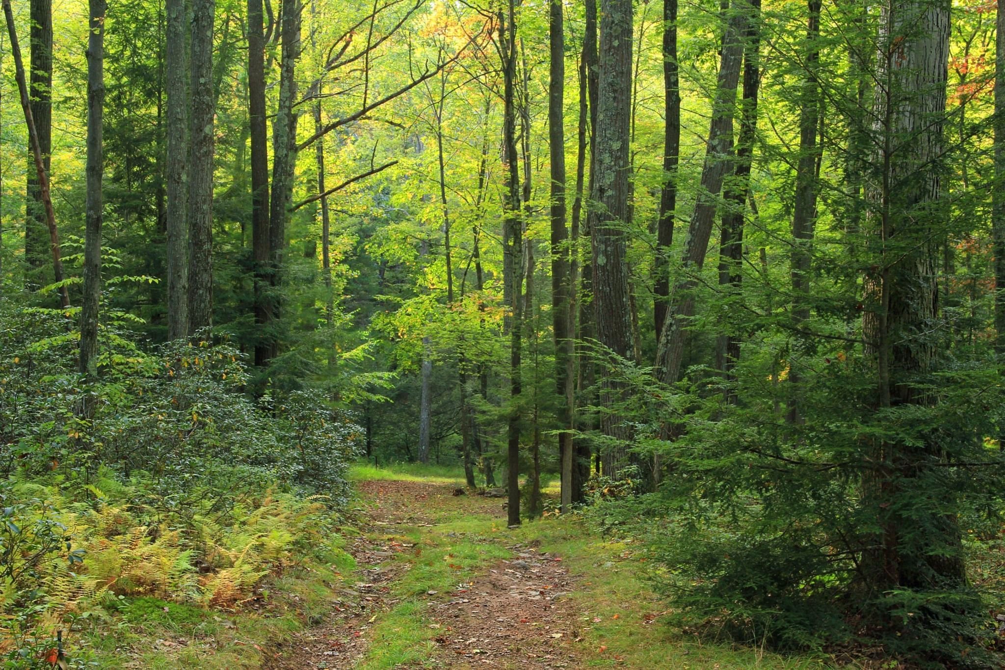 Large forest