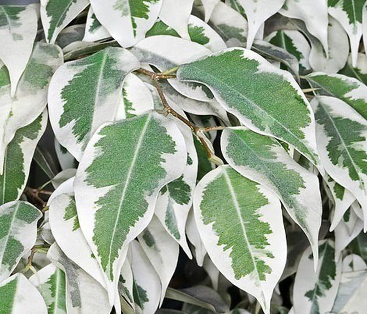 Ficus benjamina Leaf