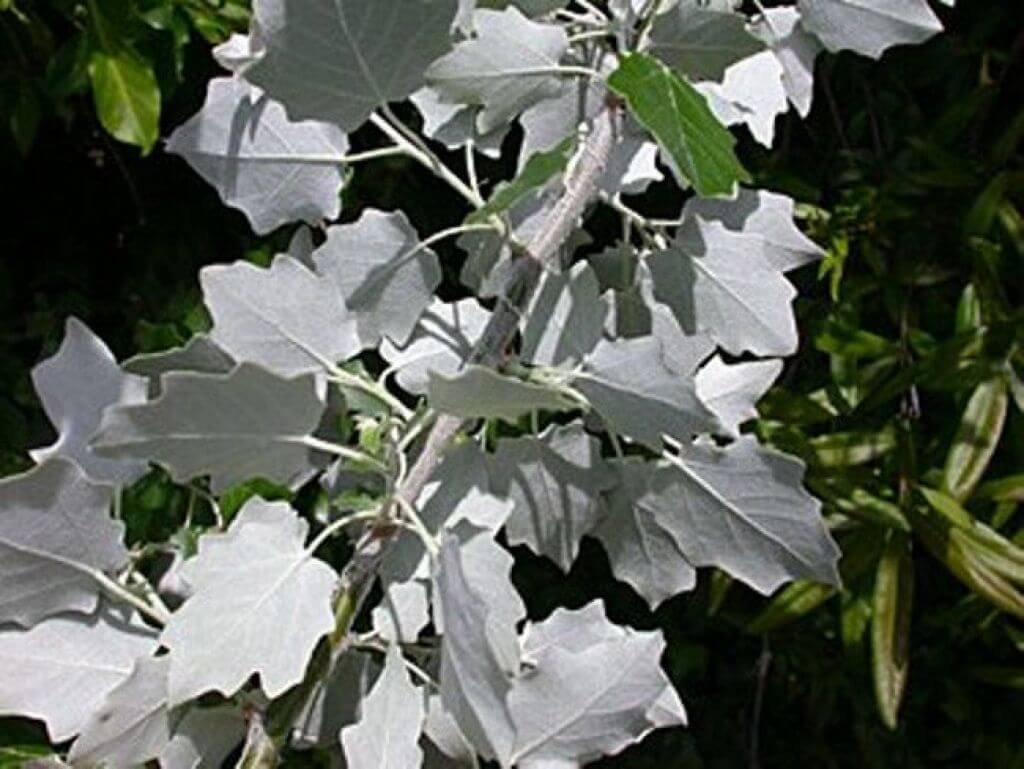 дерево с белыми листьями название фото