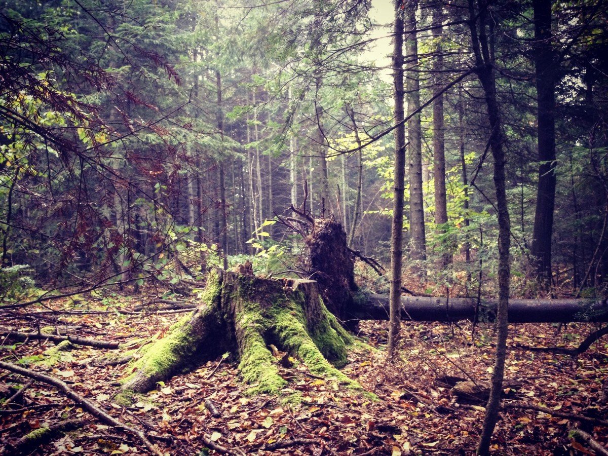 фото поваленных деревьев