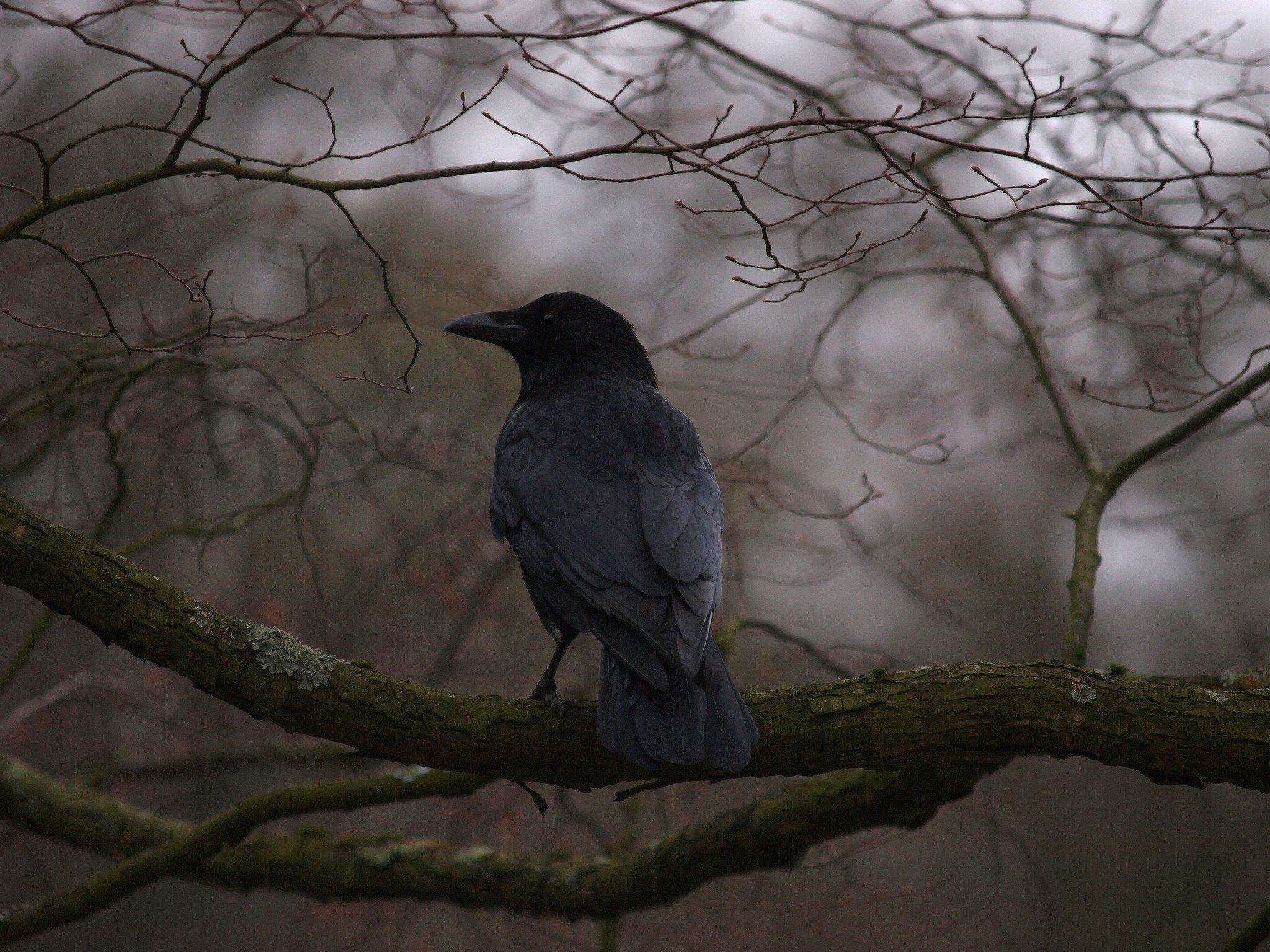 Night crows вороны. Ворона на ветке. Ворон на ветке. Ворона на дереве. Лесной ворон.