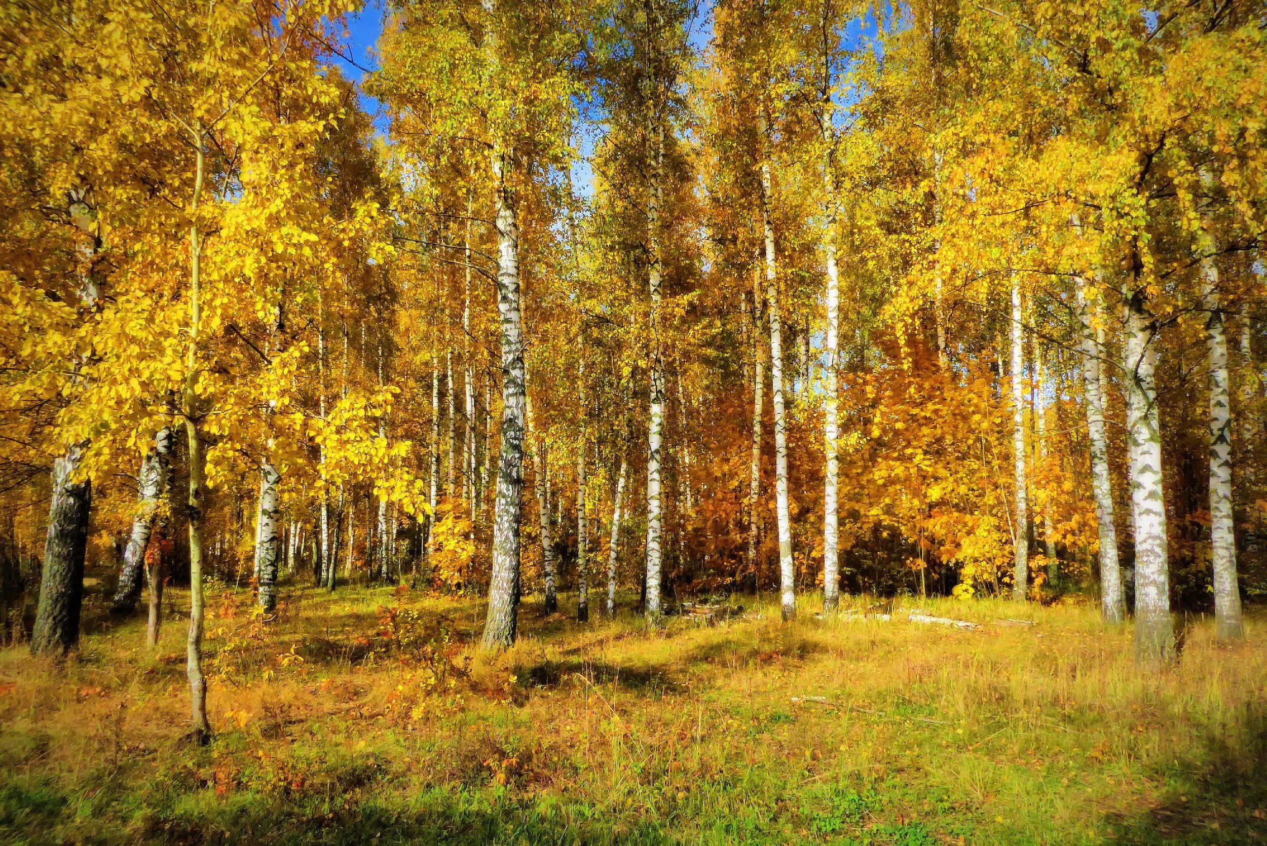 Красив русский лес в ранние осенние дни. Осенний лес. Березовый лес осенью. Березовый лес осень. Осенний лес березы.