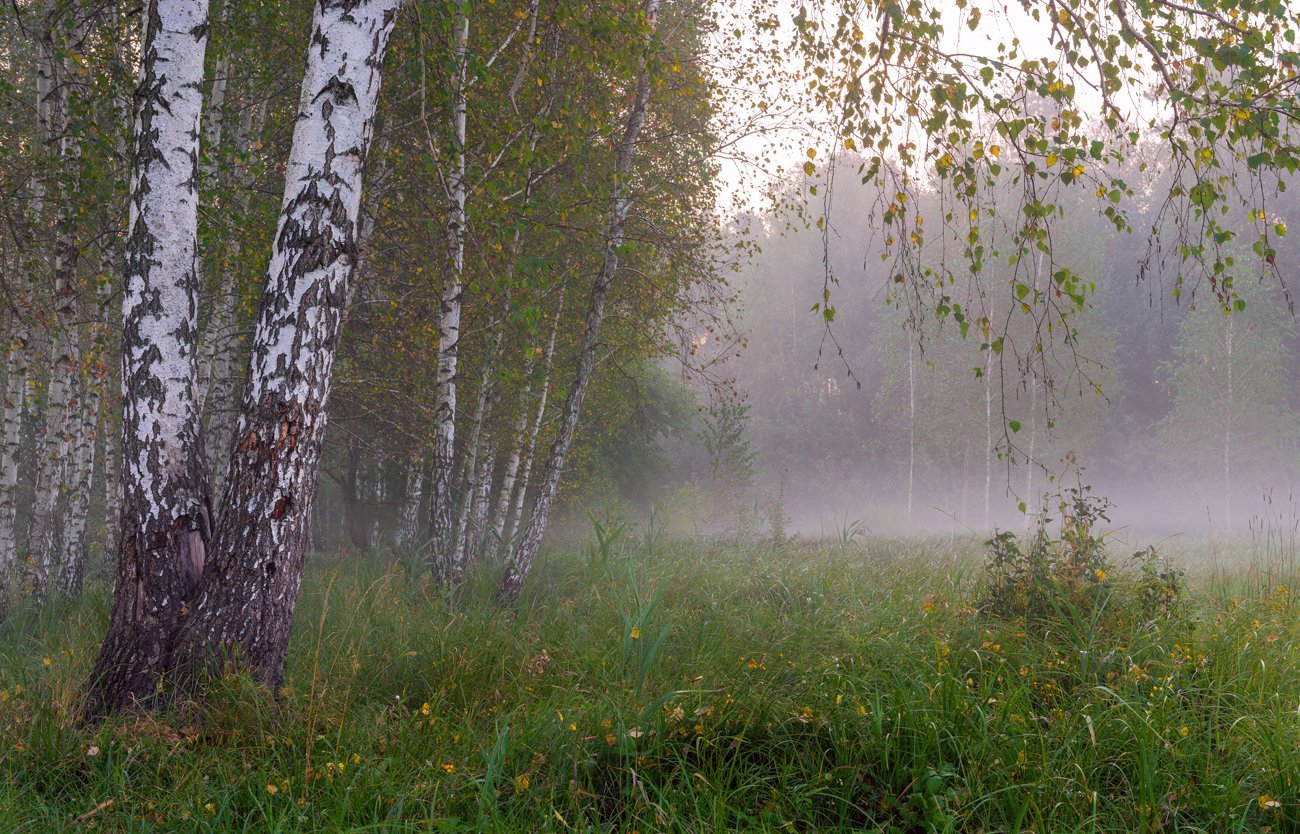 Белый белый заря где. Природа после дождя. Лес после дождя. Береза весной.