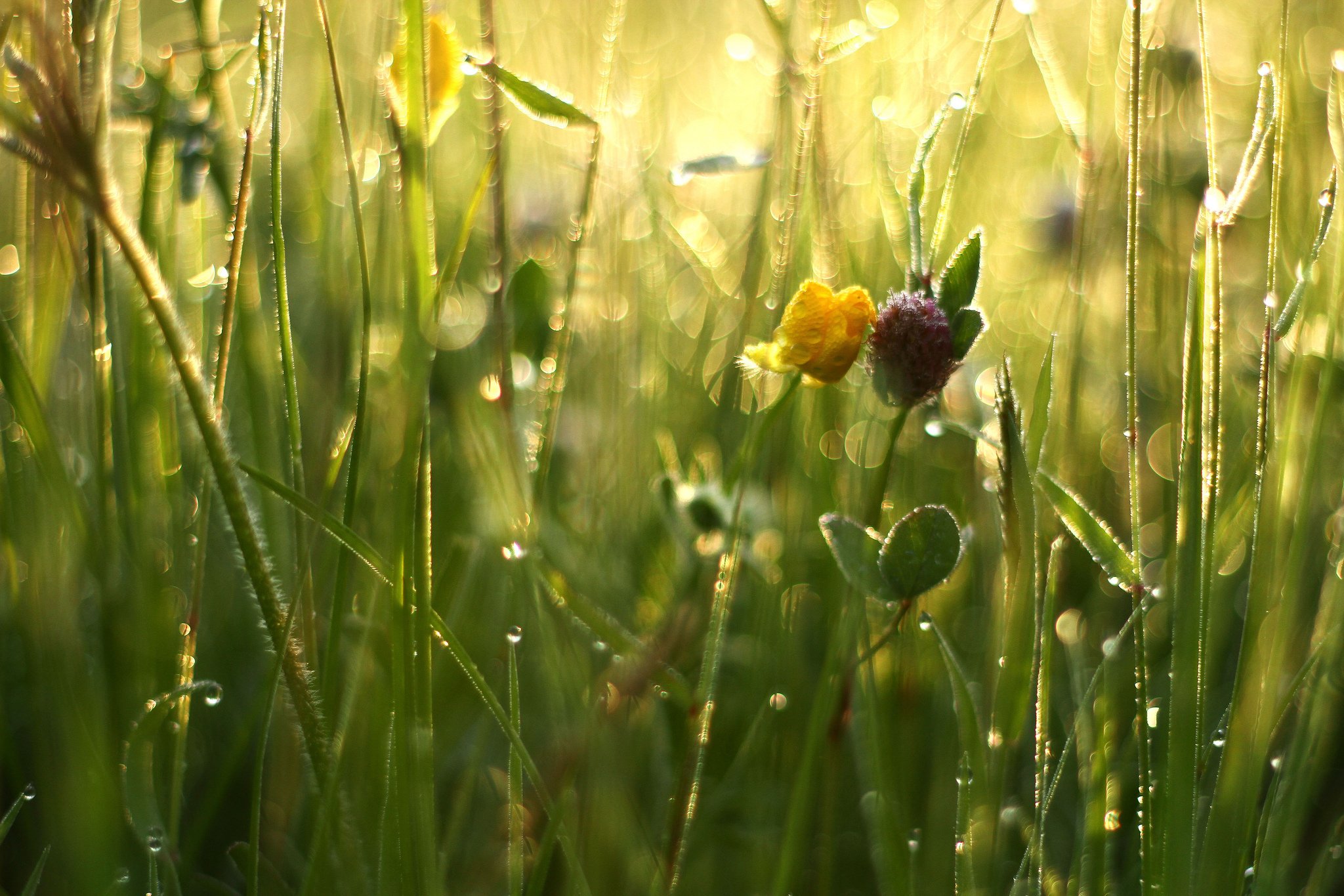 Фото роса на траве и цветах