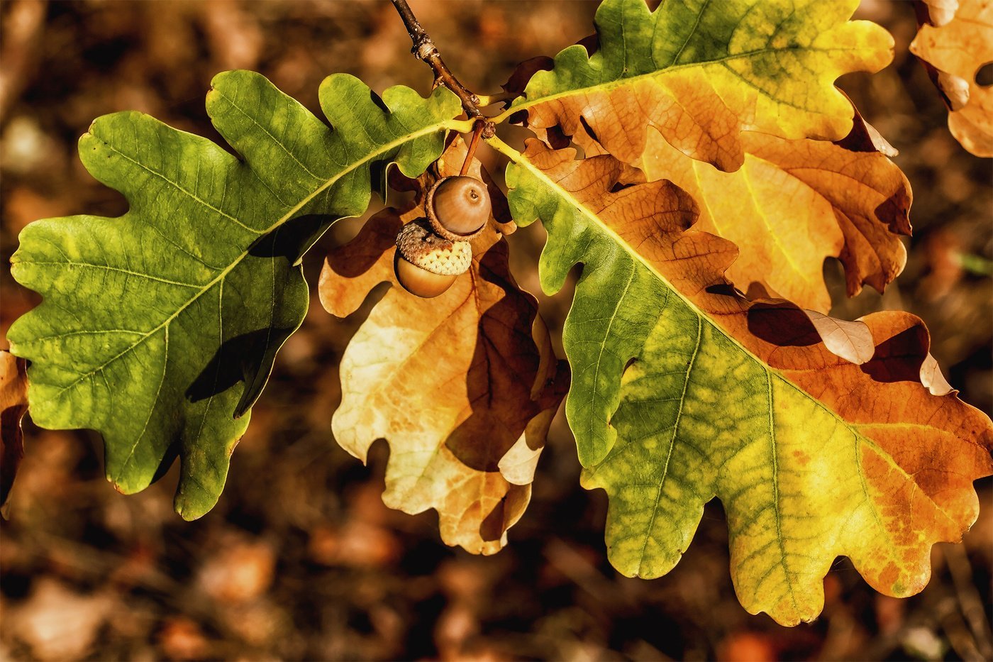 Листьев дуба. Дуб черешчатый осень. Дуб красный желуди. Дуб черешчатый осенью лист. Quercus Robur Желудь.