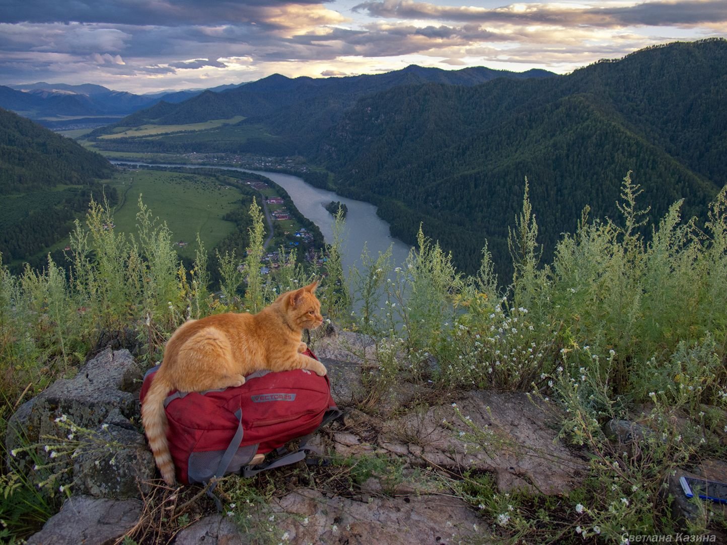 Большие коты Алтай фото