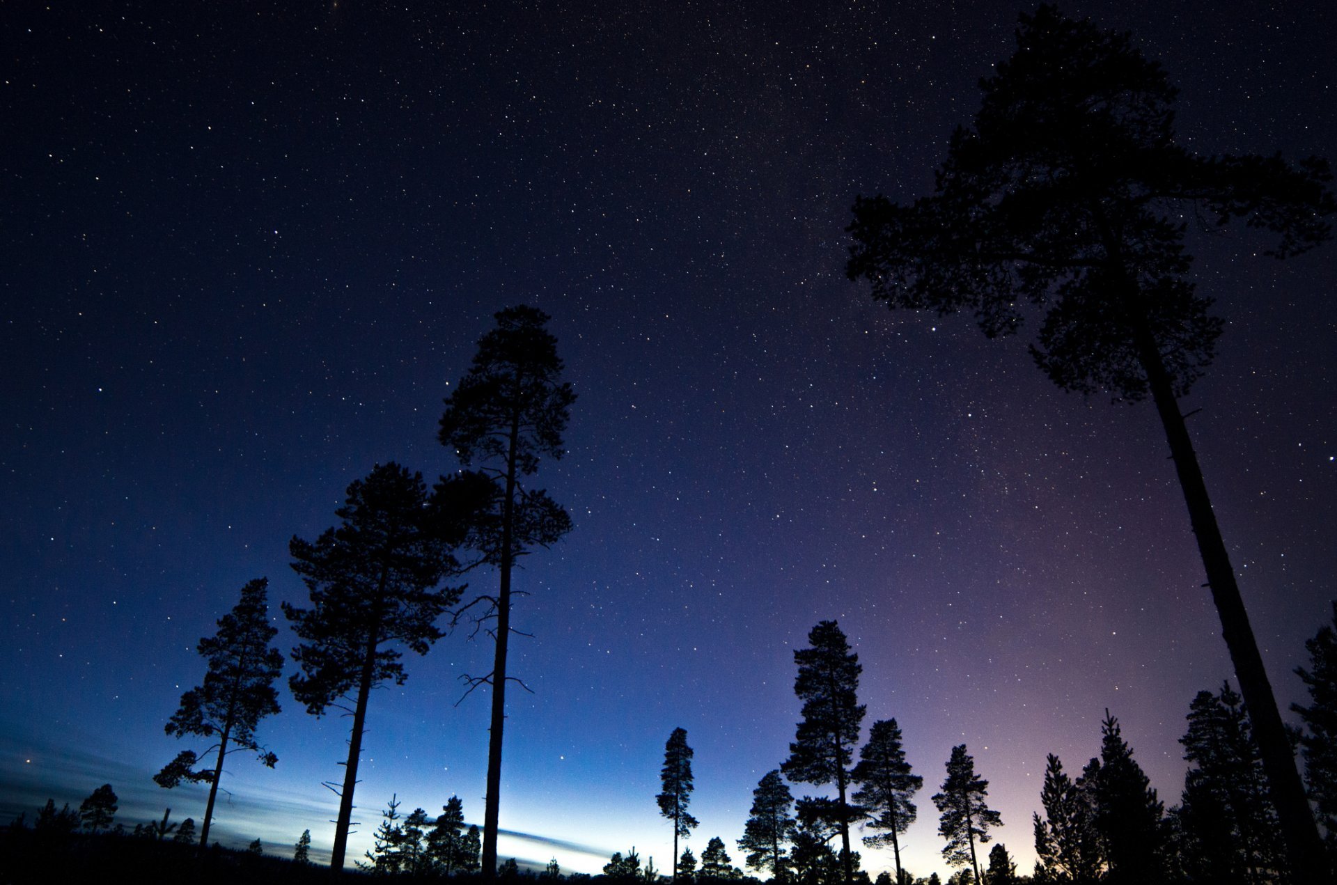 Ночной лес со звездами