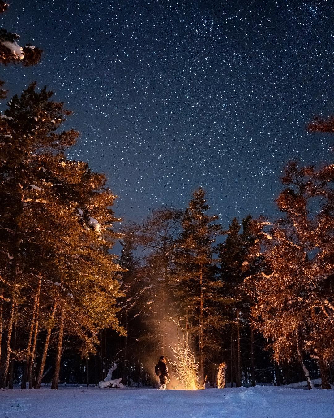 Постоянно ночь. Сосны ночью. Звезды зимой. Ночное небо в лесу. Ночь лес звезды.