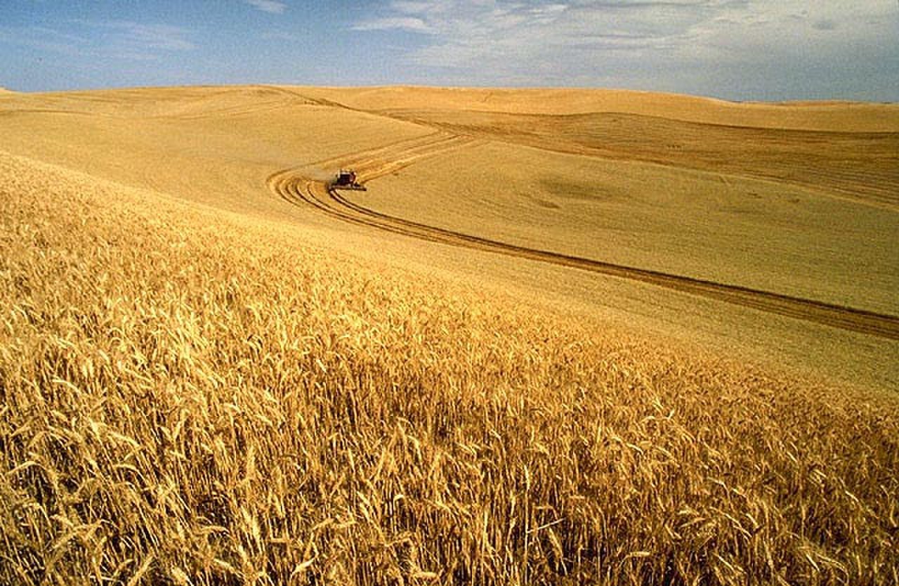 Поля пшеницы в США