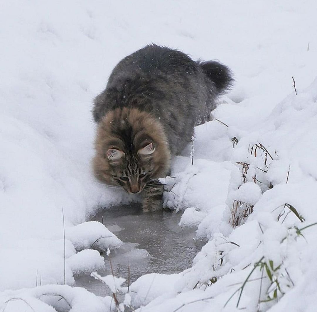 Сибирская кошка зимой