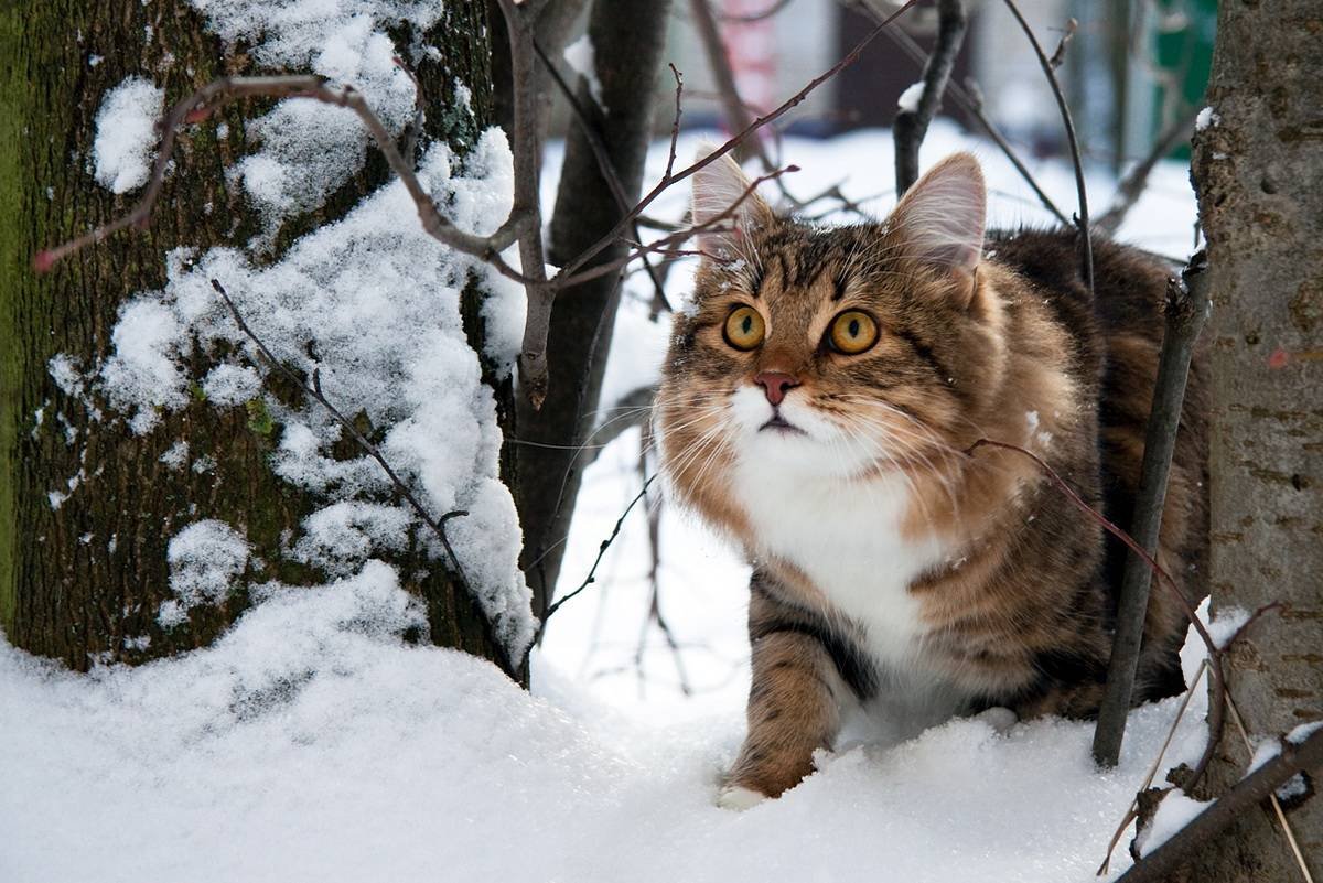 Кот зима лес