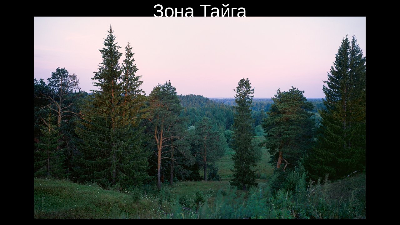 Лесные зоны воды. Темнохвойная Тайга Западной Сибири. Сибирская Хвойная Тайга. Сибирский темнохвойный лес. Северовосточно-Сибирская Тайга.