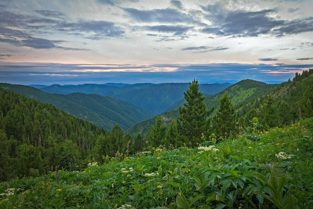 Горный Алтай лес