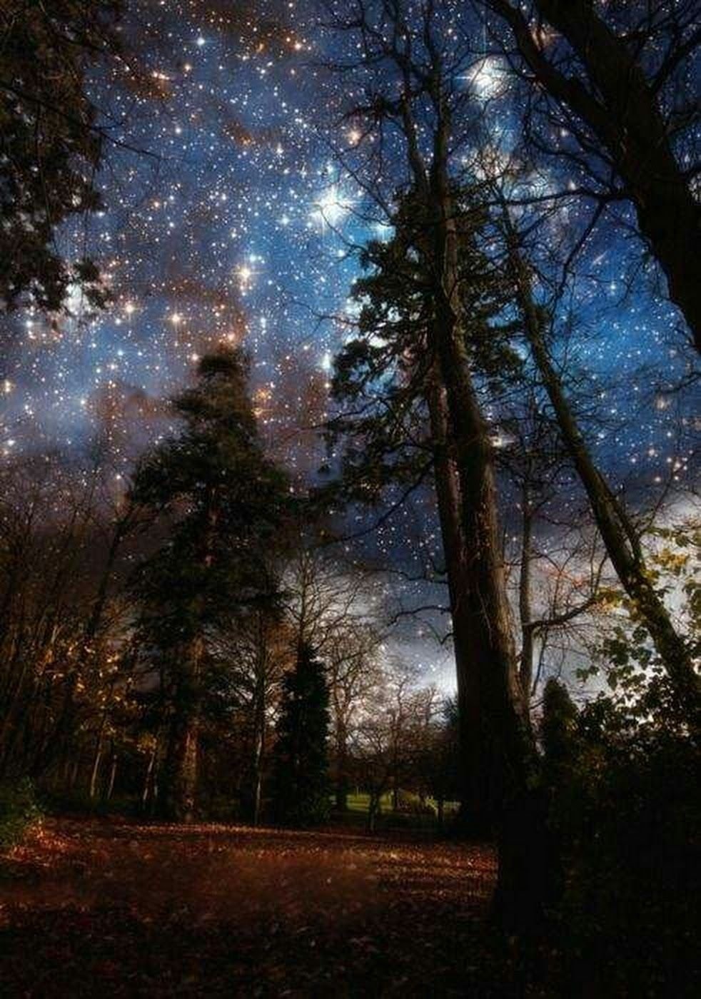 Ночь лес красиво. Красивая ночь. Ночной лес. «Ночь в лесу». Звездное небо в лесу.