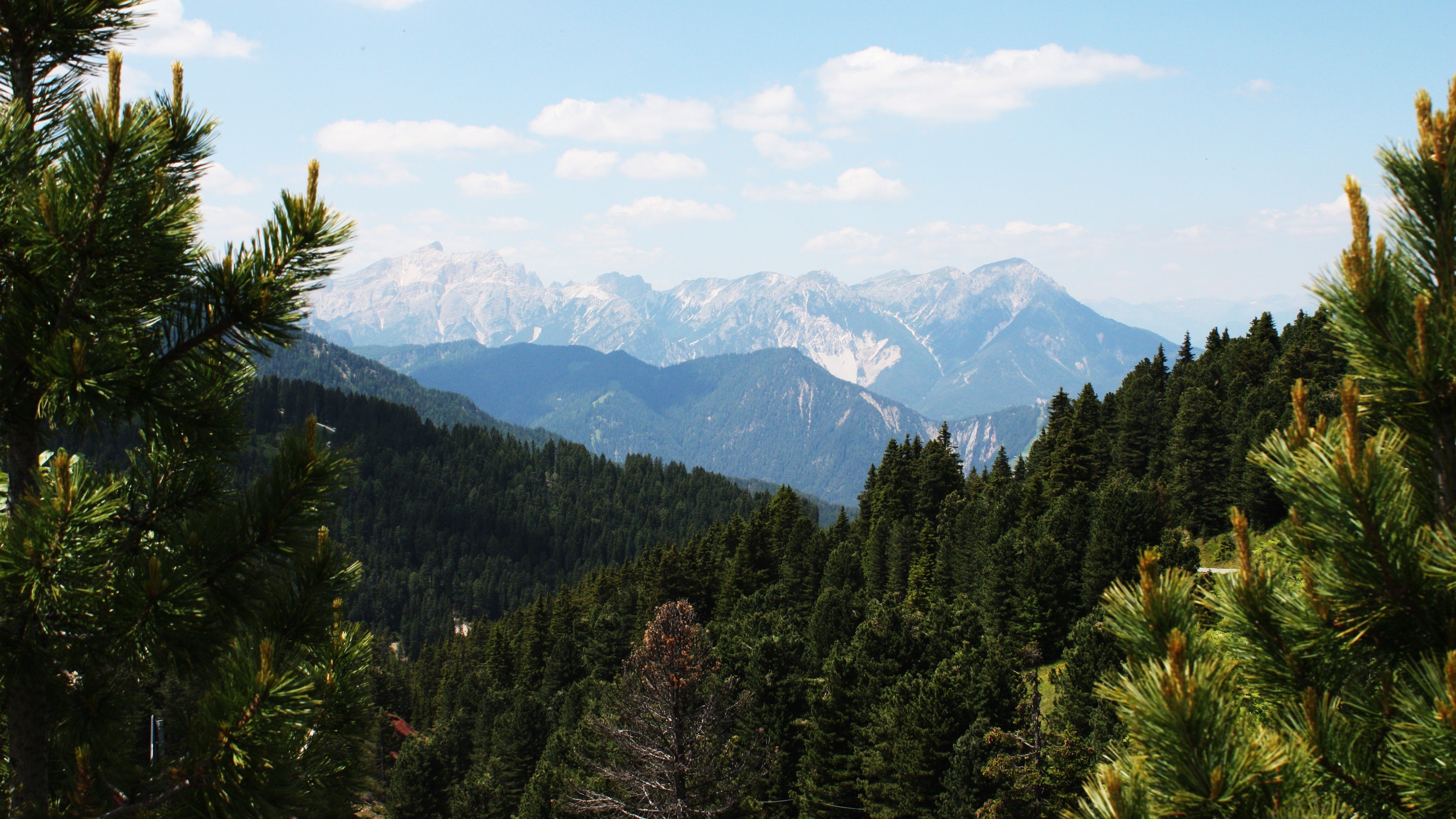 Хвойная долина. Пихтовый лес Сочи. Роща гималайских Кедров Абхазия. Лес горы Сочи. Сосны на горах Краснодарский край.