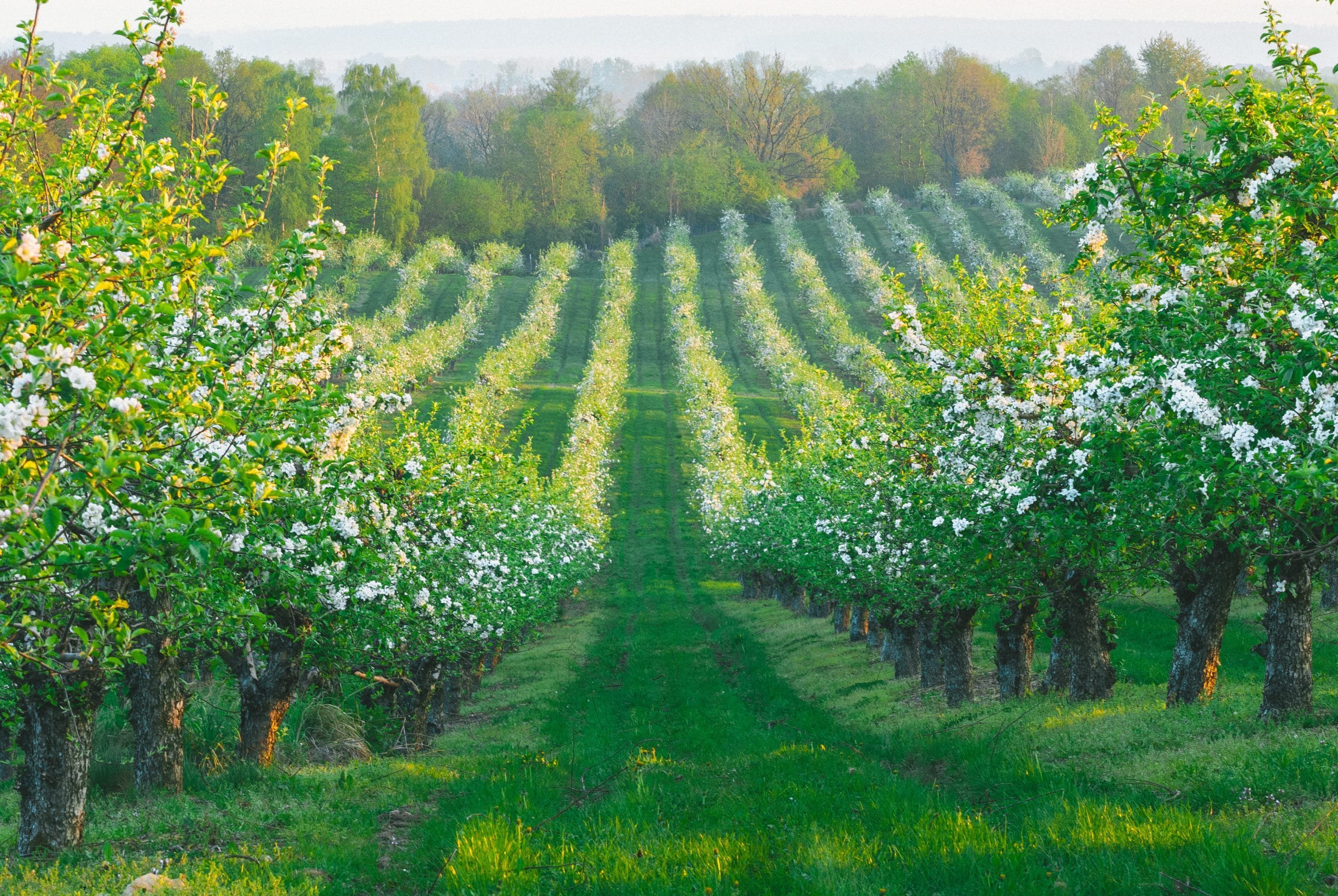 Яблоневые сады Нормандия Франция