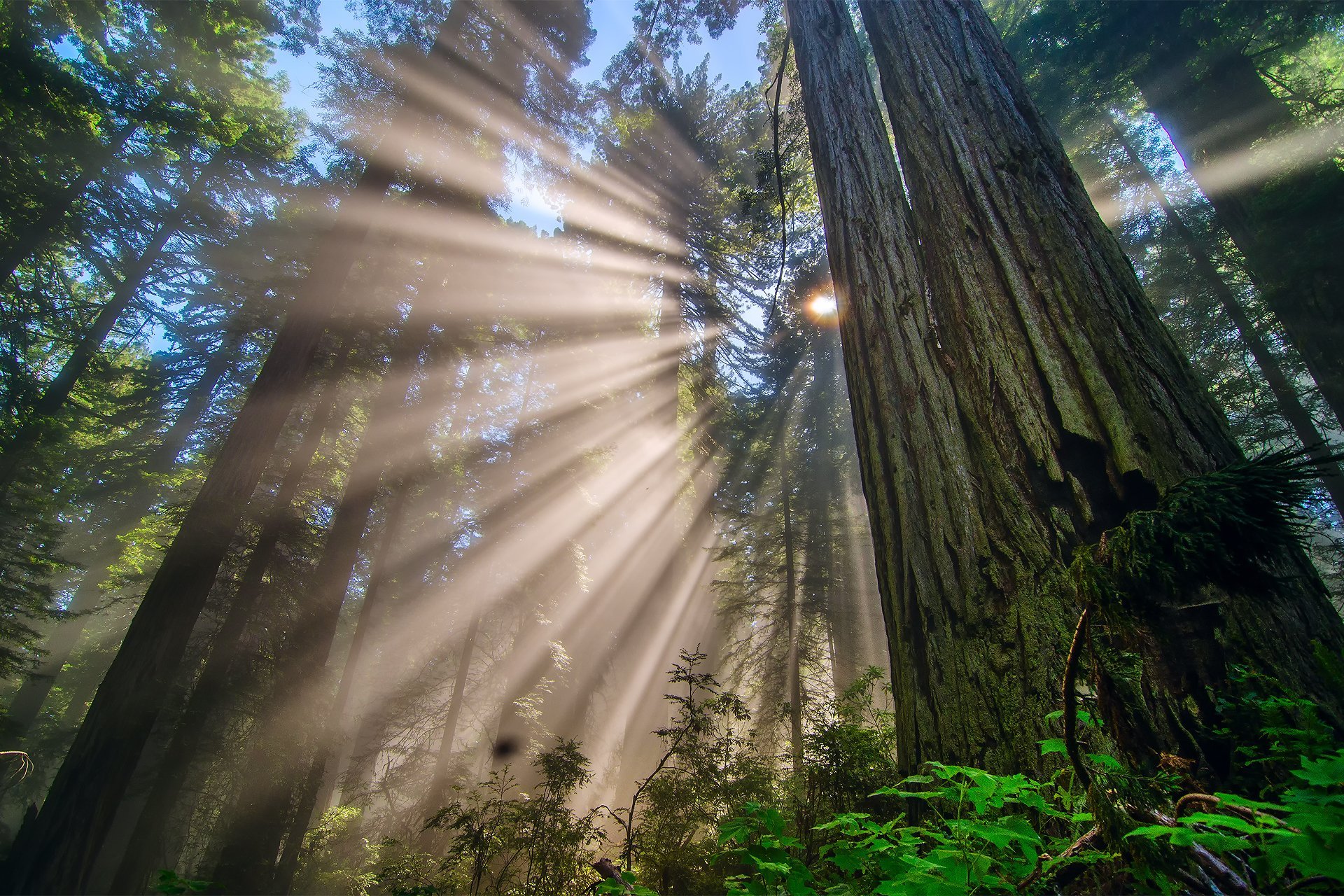 Игры лучи света. Редвуд национальный парк туман. Национальный парк «Редвуд» Калифорния, США. "Солнце в лесу". Луч.