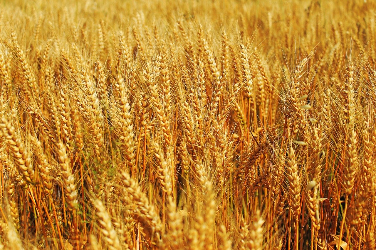 Пшеница букв и звуков. Поле ячменя. Пшеница. Поле пшеницы. Золотое поле пшеницы.