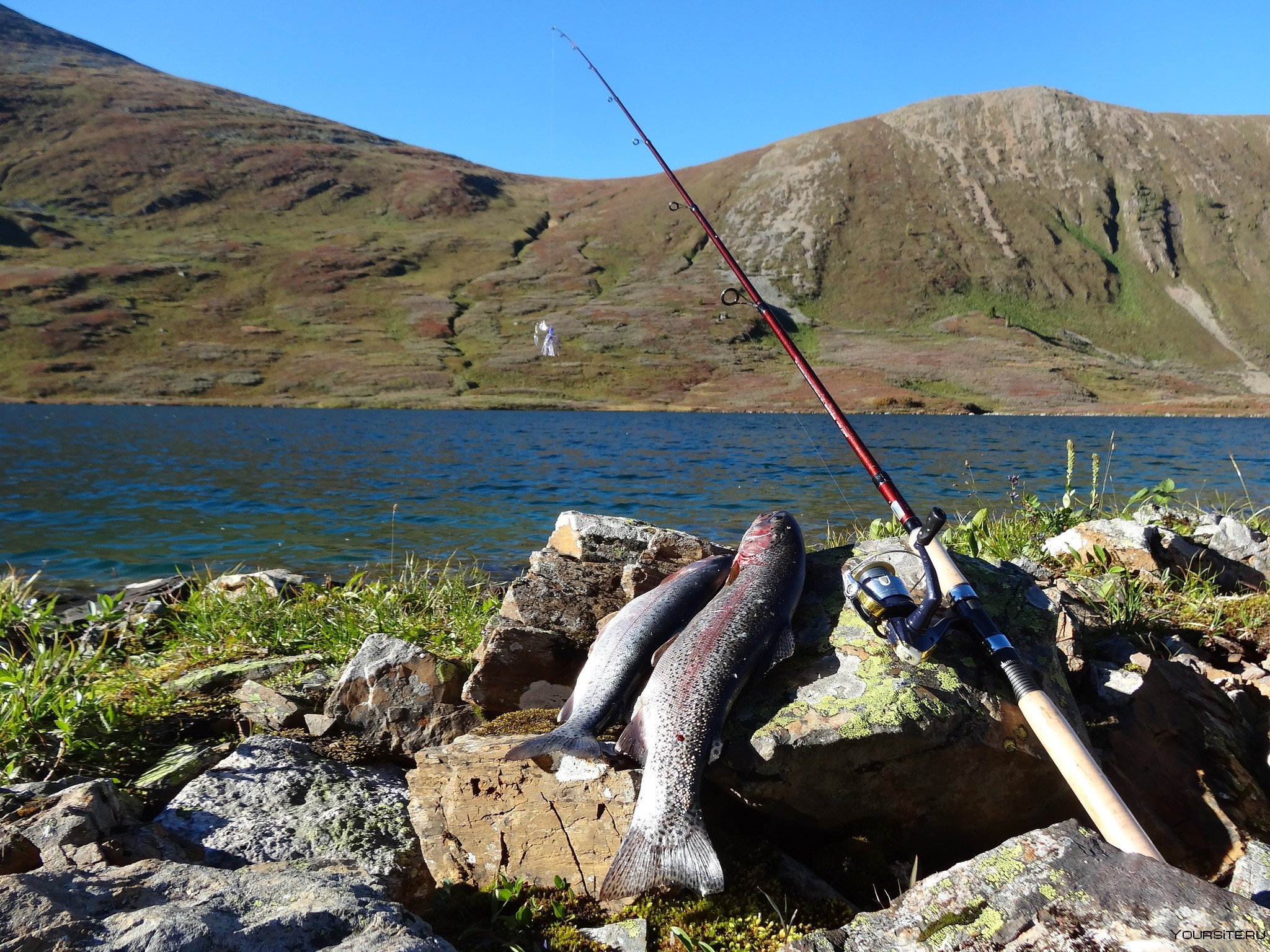 Рыболовный в озерах. Форелевое озеро Алтай. Телецкое озеро Алтай рыбалка. Горный Алтай форелевое форелевое озеро. Форелевое озеро Чемал.
