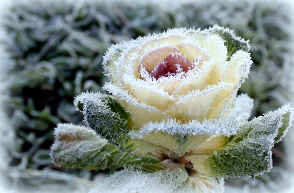 Стоковые фотографии по запросу Цветок снег