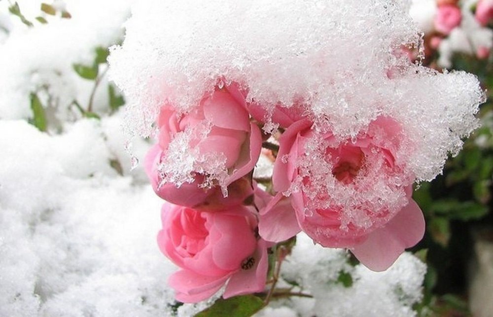 Цветы снежок: подборка картинок