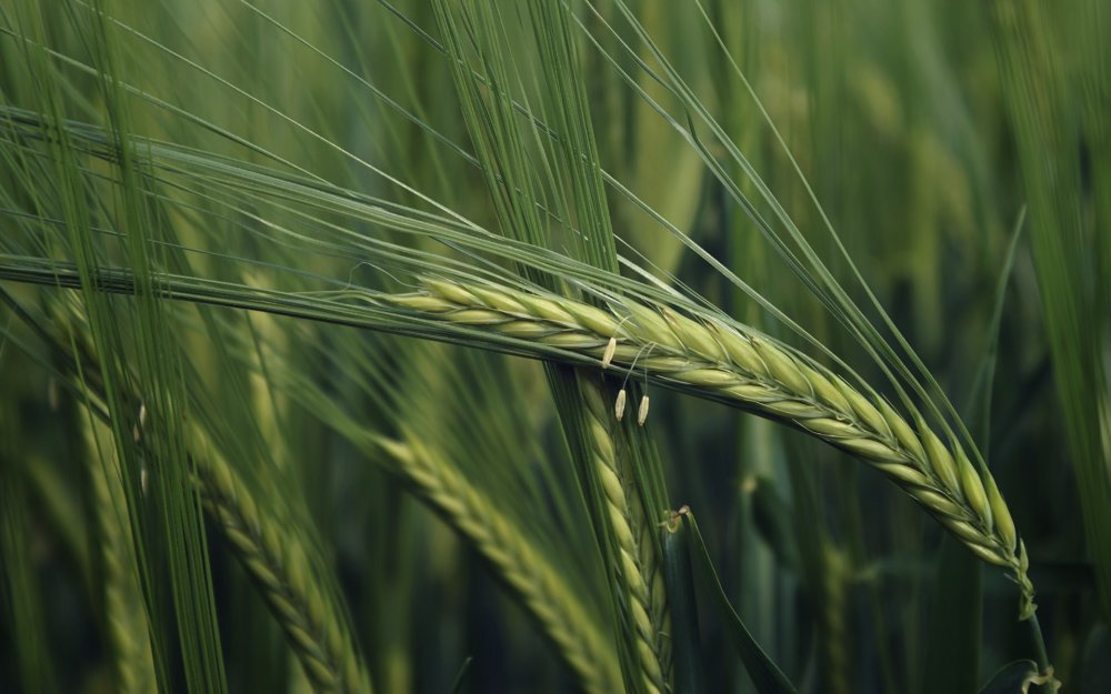 Стебель озимой пшеницы