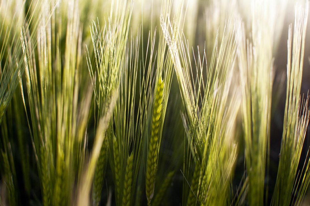 Зеленые колосья пшеницы