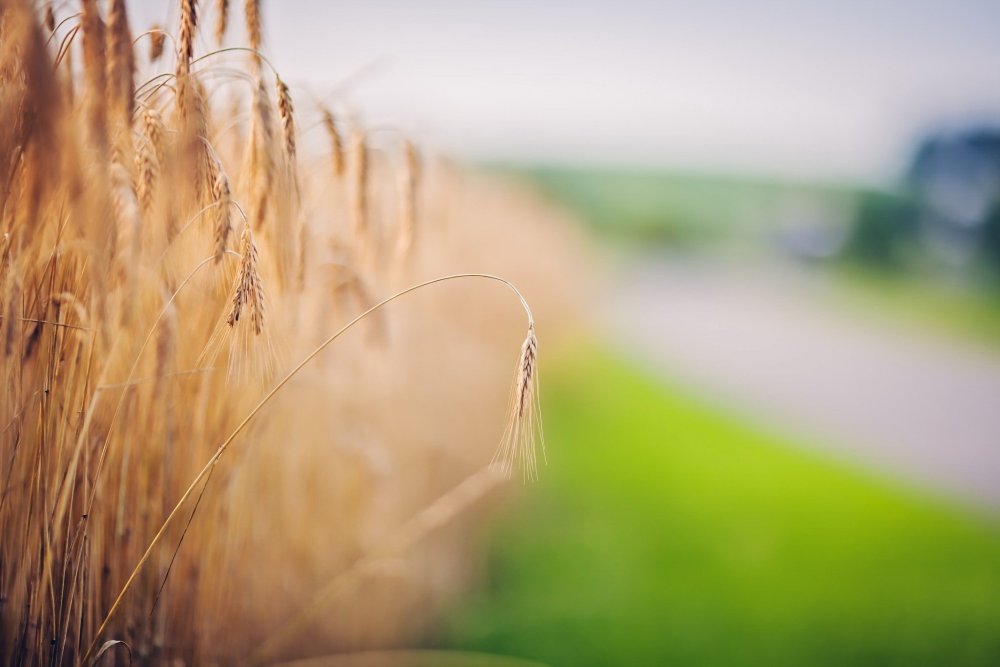 Стебель Соломина озимой пшеницы