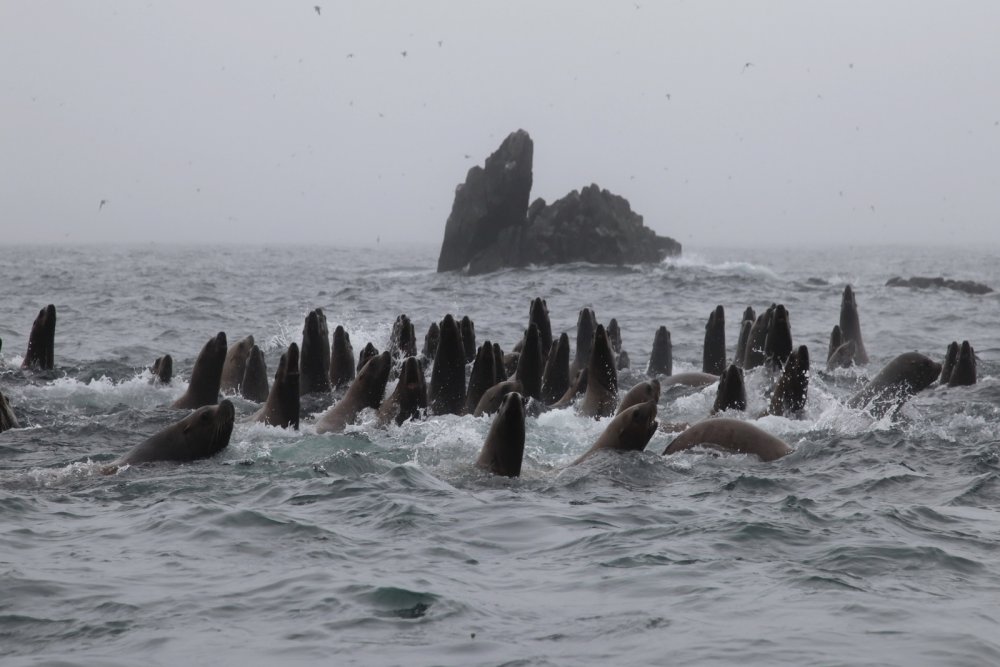 Остров Ванкувер киты