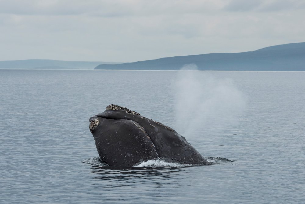 Шантарские острова киты сапы