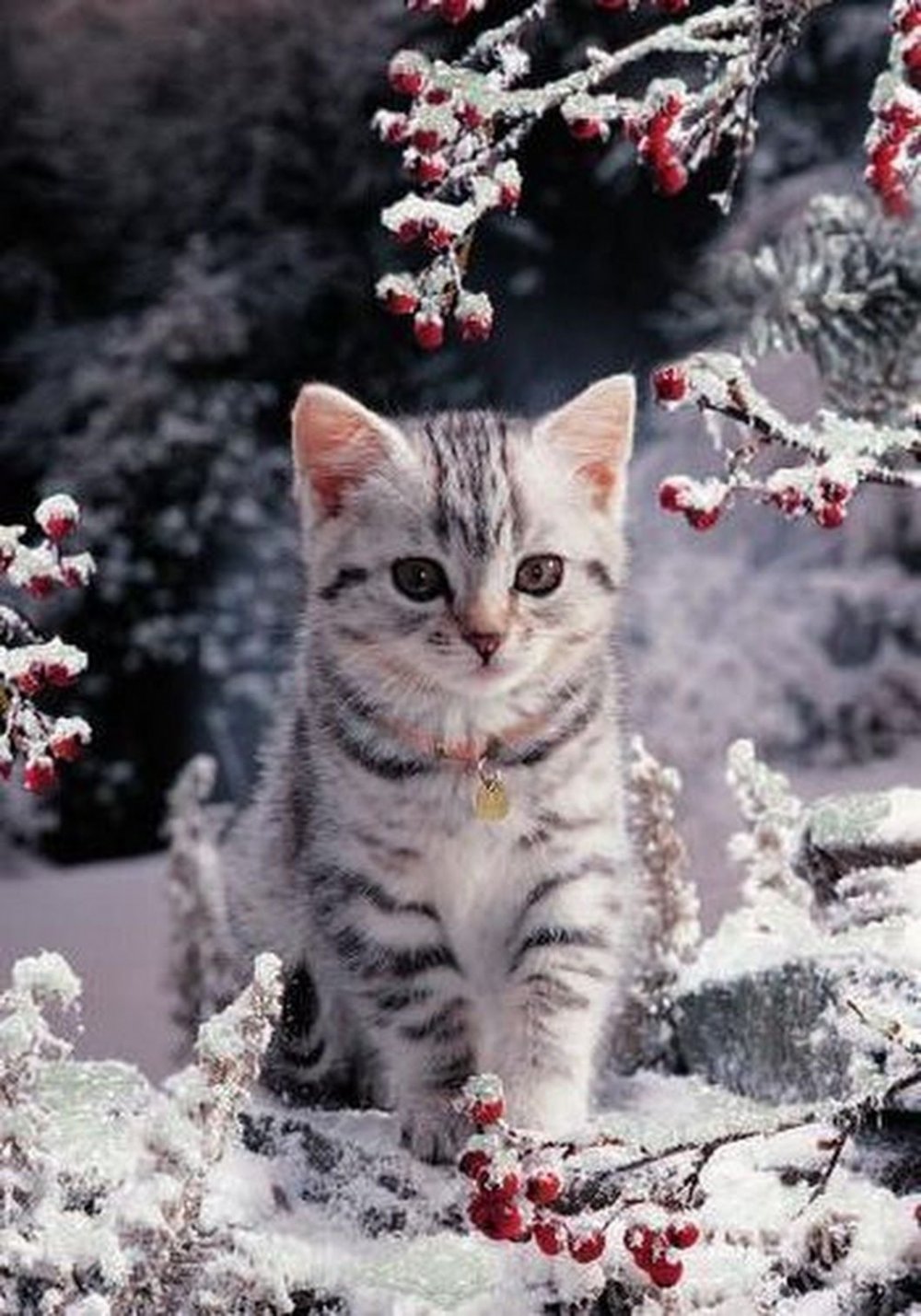 Снежный кот (56 фото) - 56 фото