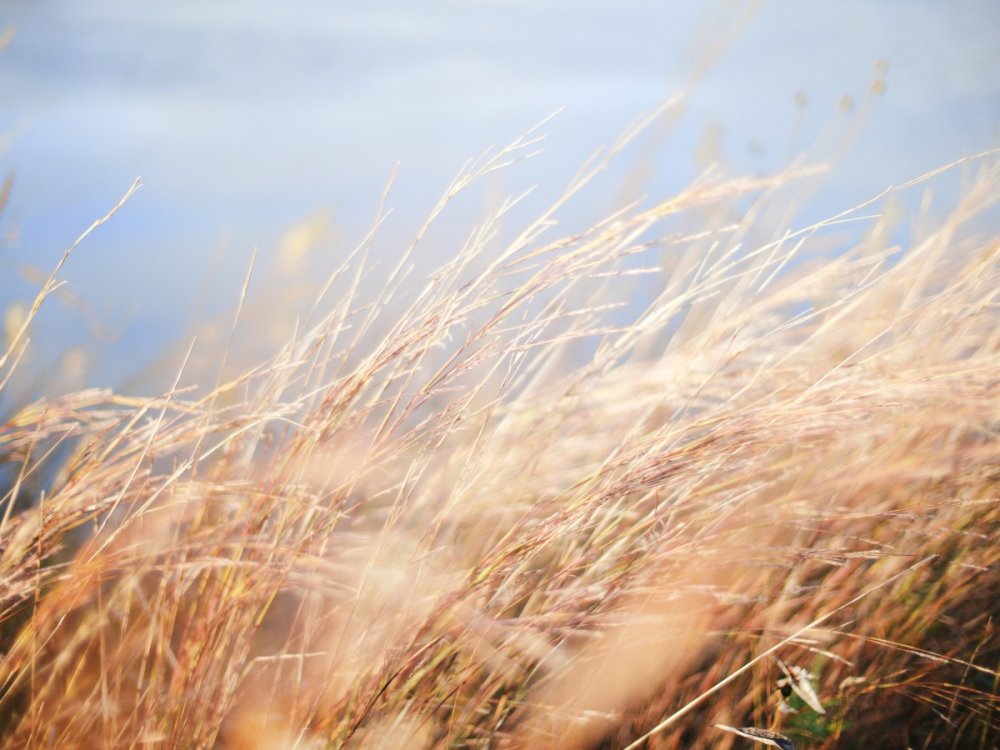 Пшеничное поле ветер