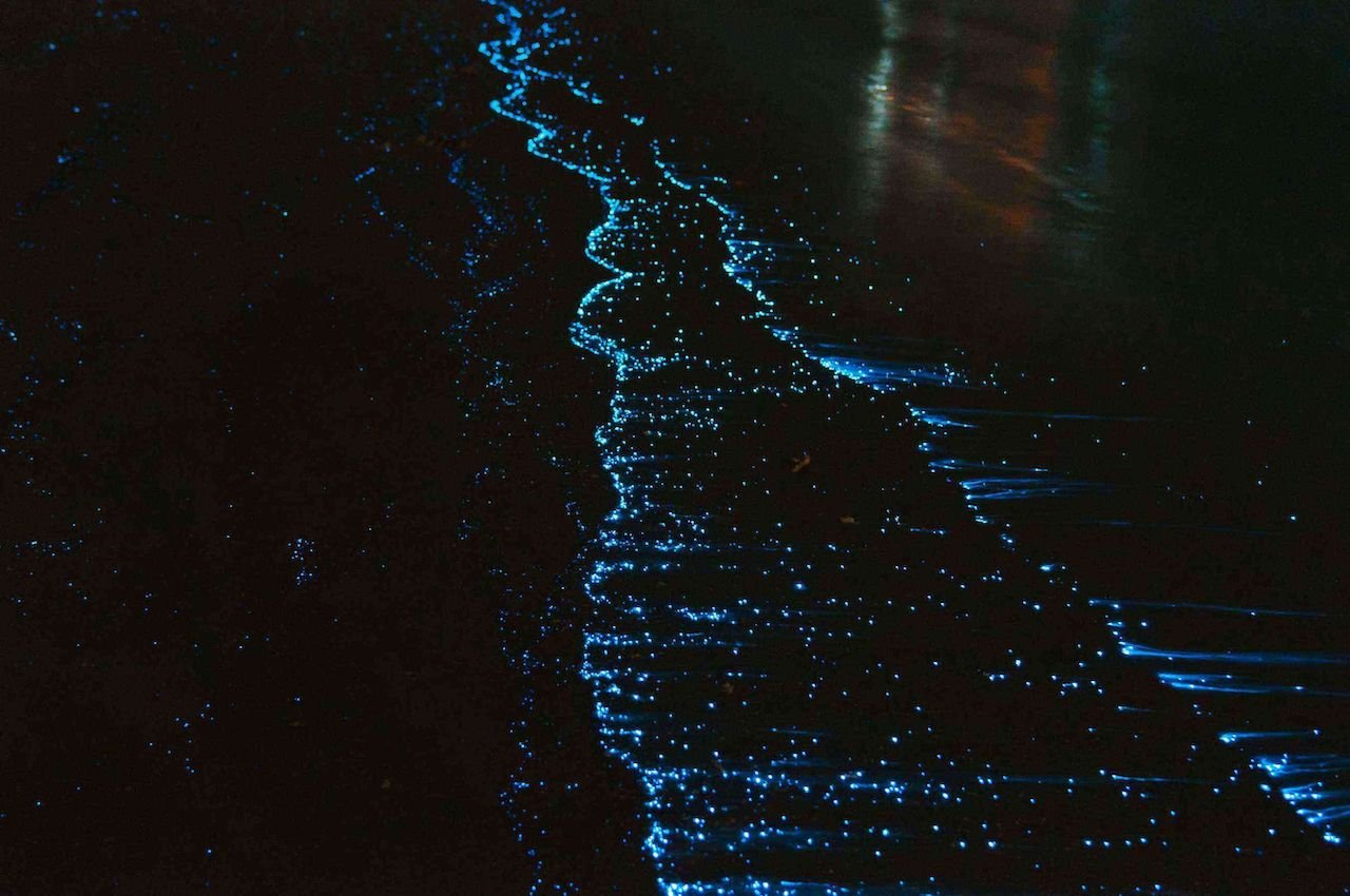 Планктон на мальдивах ночью фото