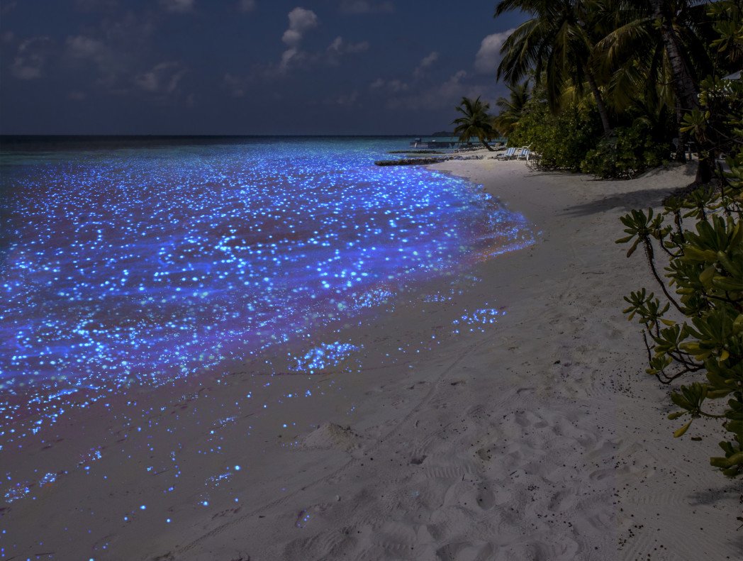 Звездное море существует. Остров Ваадху Мальдивы. Остров Ваадху Мальдивы светящийся пляж. Пляж Ваадху Мальдивы. Остров Ваадху, Мальдивы. Планктон.