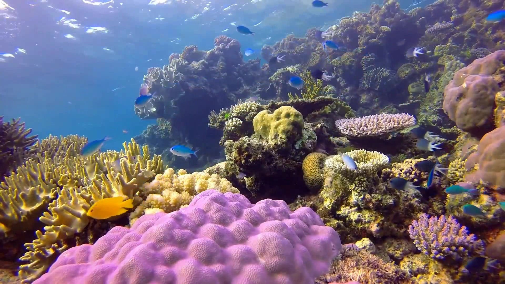 Большой Барьерный риф биоценоз