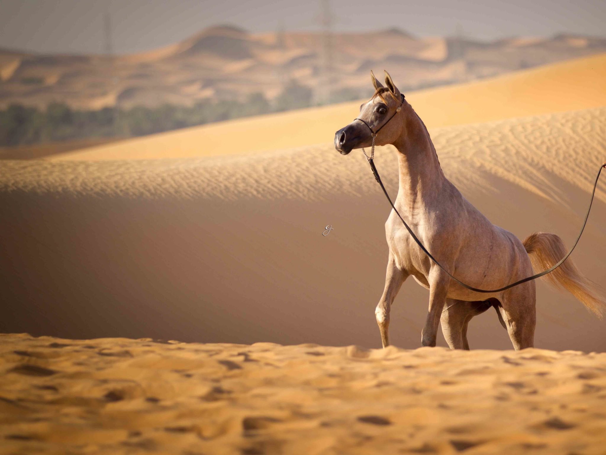 Аравийский полуостров арабские лошади