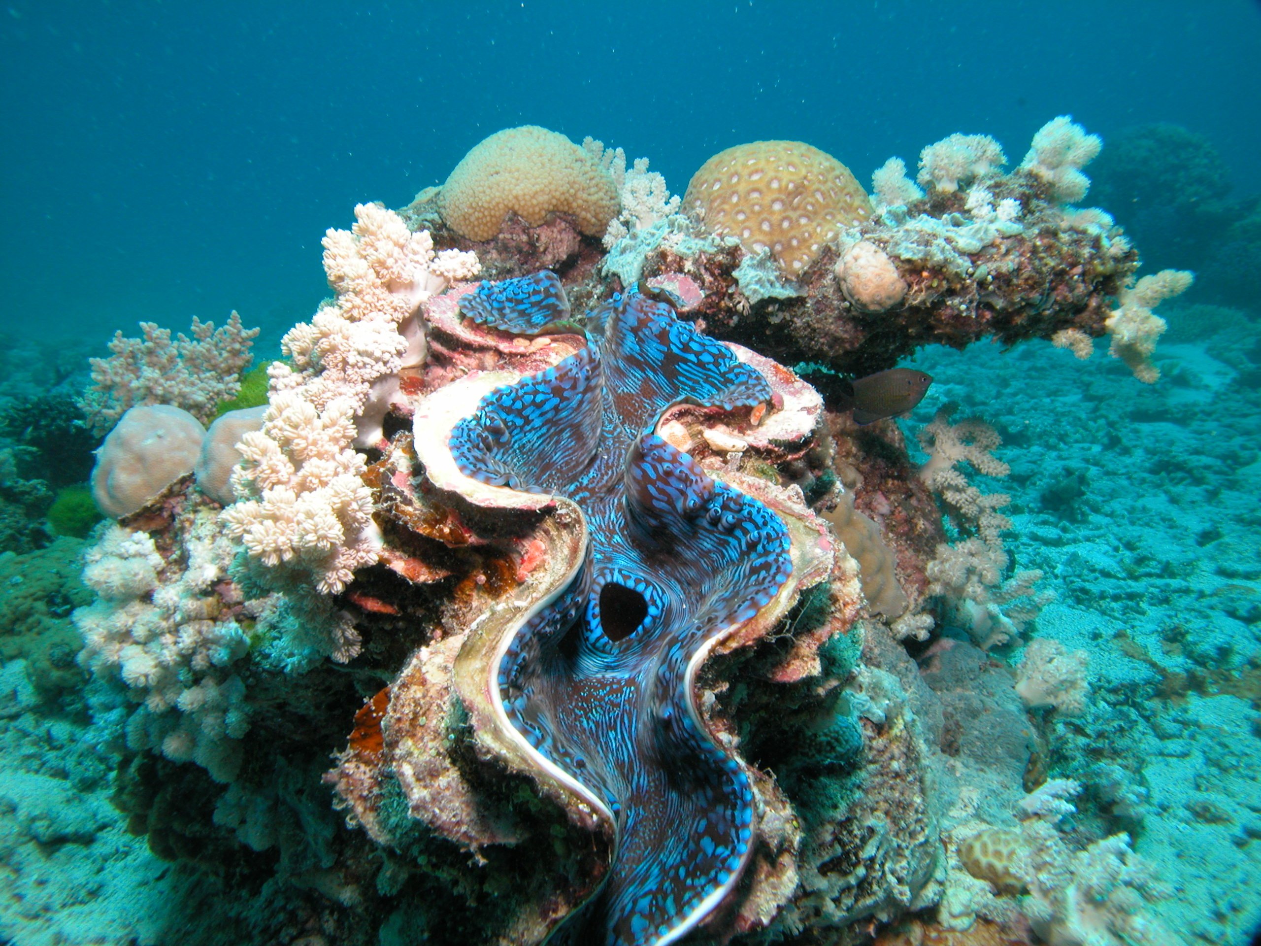 Great coral reef. Большой Барьерный риф. Коралловые рифы большой Барьерный риф. Барьерный риф в Австралии. Большой коралловый риф в Австралии.