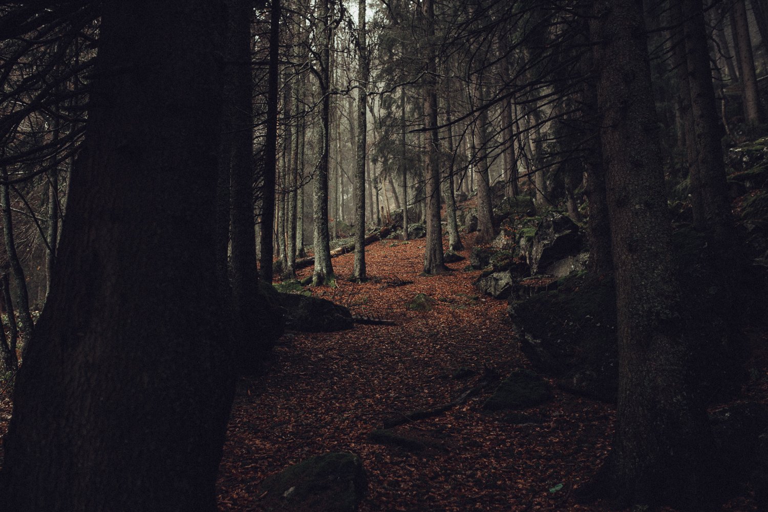 Тихий лес. Фанфик тихий лес. Black Forest. Беззвучный лес