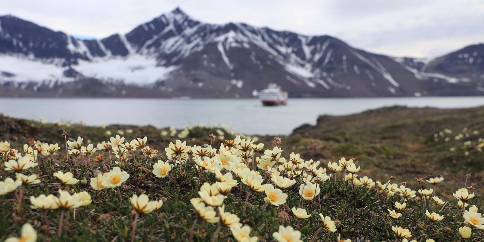 Большой арктический заповедник растения фото и названия