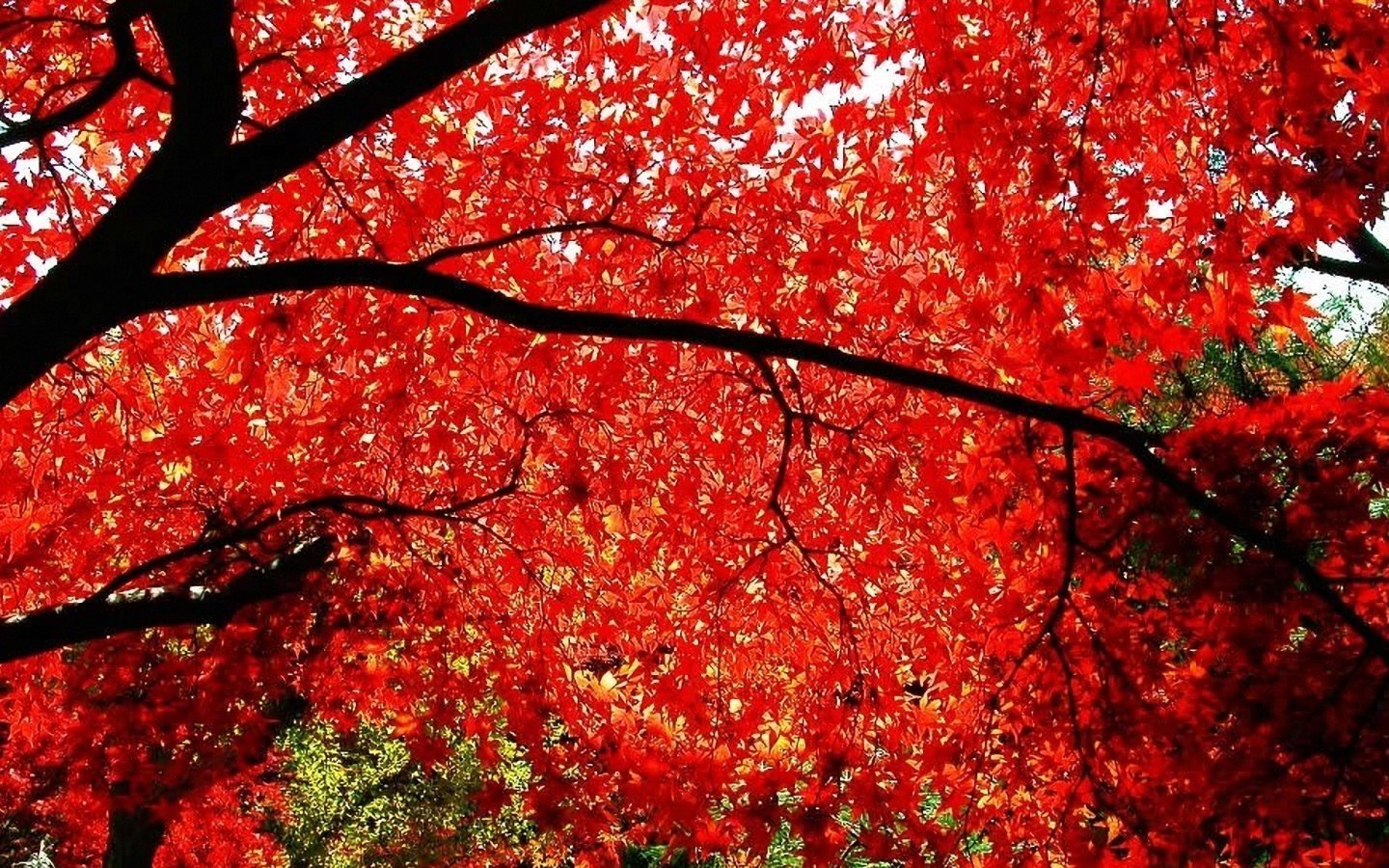 Багряная лета. Red Maple дерево. Багряный клен дерево. Дерево с красными листьями. Азиатские деревья.
